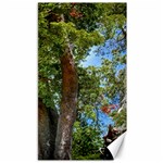 Patagonian Forest Trees Close-up, Rio Negro Province, Patagonia, Argentina Canvas 40  x 72 