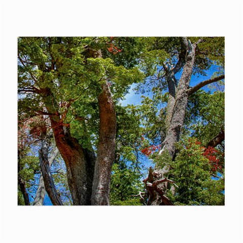 Patagonian Forest Trees Close Front