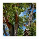 Patagonian Forest Trees Close-up, Rio Negro Province, Patagonia, Argentina Medium Glasses Cloth