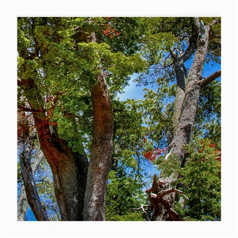 Patagonian Forest Trees Close Front