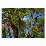 Patagonian Forest Trees Close-up, Rio Negro Province, Patagonia, Argentina Large Glasses Cloth