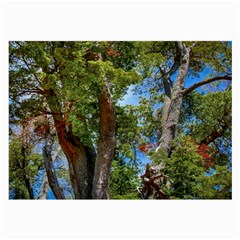 Patagonian Forest Trees Close Back