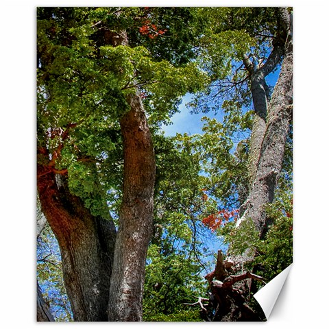 Patagonian Forest Trees Close 10.95 x13.48  Canvas - 1