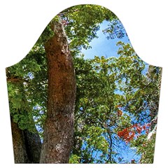 Patagonian Forest Trees Close Sleeve Right