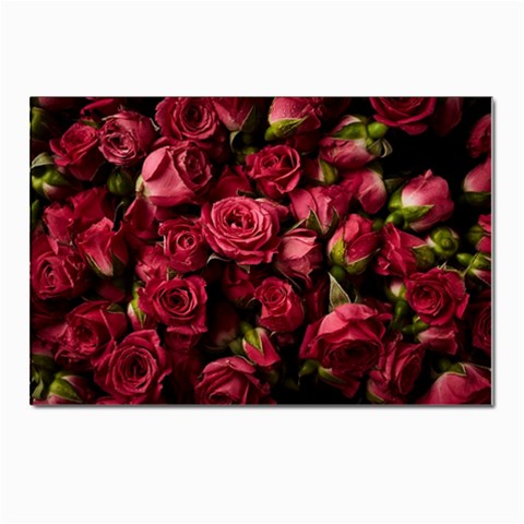 Floral Buds Of Roses Beautiful Flowers Postcard 4 x 6  (Pkg of 10) from ArtsNow.com Front