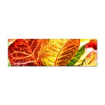 Leaves Plant Pattern Croton Nature Sticker (Bumper)