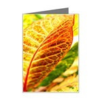 Leaves Plant Pattern Croton Nature Mini Greeting Card