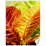 Leaves Plant Pattern Croton Nature Canvas 12  x 16 