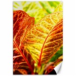 Leaves Plant Pattern Croton Nature Canvas 20  x 30 