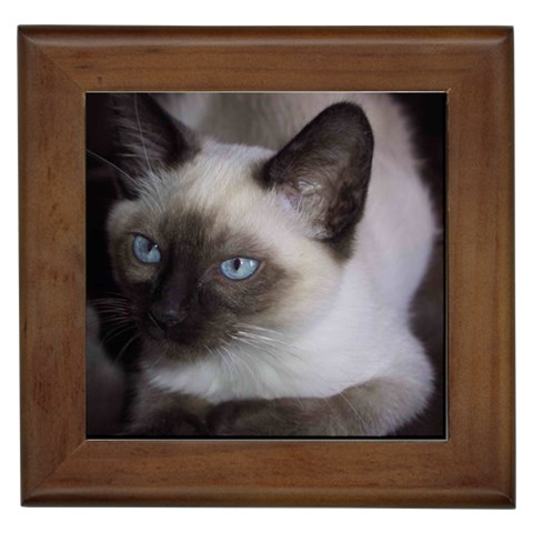 Siamese Cat Framed Tile from ArtsNow.com Front