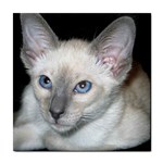 Siamese Cat D2 Tile Coaster