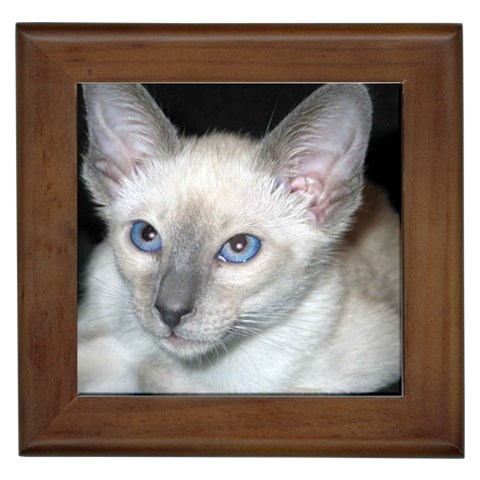 Siamese Cat D2 Framed Tile from ArtsNow.com Front