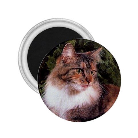 Maine Coon 2.25  Magnet from ArtsNow.com Front