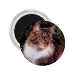 Maine Coon 2.25  Magnet