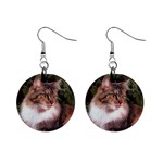 Maine Coon 1  Button Earrings