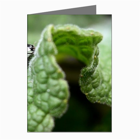 Nature Greeting Cards (Pkg of 8) from ArtsNow.com Left