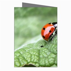 Nature Greeting Cards (Pkg of 8) from ArtsNow.com Right