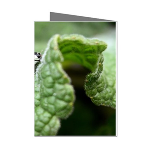 Nature Mini Greeting Cards (Pkg of 8) from ArtsNow.com Left