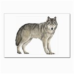 Wolf Postcards 5  x 7  (Pkg of 10)