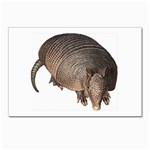 Armadillo Postcards 5  x 7  (Pkg of 10)