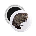 Beaver 2.25  Magnet