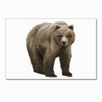 Bear Postcards 5  x 7  (Pkg of 10)