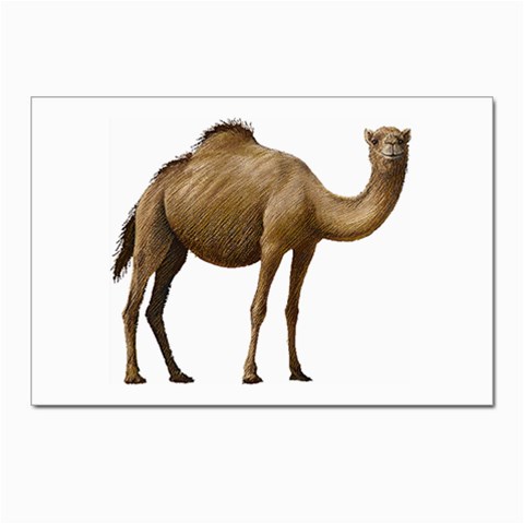 Camel Postcards 5  x 7  (Pkg of 10) from ArtsNow.com Front