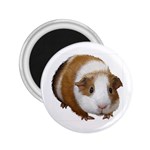 Guinea Pig 2.25  Magnet