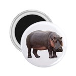 Hippopotamus 2.25  Magnet