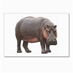 Hippopotamus Postcards 5  x 7  (Pkg of 10)