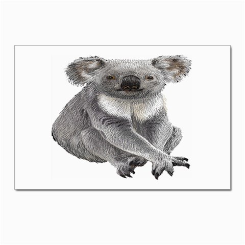 Koala Postcards 5  x 7  (Pkg of 10) from ArtsNow.com Front