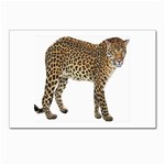 Leopard Postcards 5  x 7  (Pkg of 10)