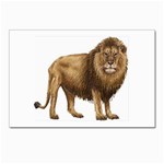 Lion Postcards 5  x 7  (Pkg of 10)