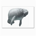 Manatee Postcards 5  x 7  (Pkg of 10)