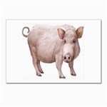 Pig Postcards 5  x 7  (Pkg of 10)