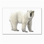 Polar Bear Postcards 5  x 7  (Pkg of 10)