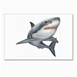 Shark Postcards 5  x 7  (Pkg of 10)