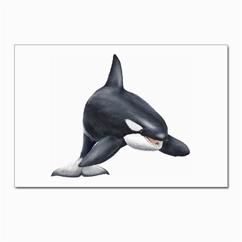 Killer Whale Orca Postcards 5  x 7  (Pkg of 10) from ArtsNow.com Front