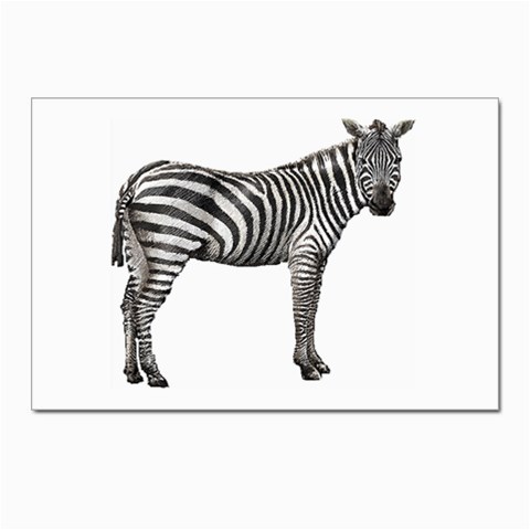 Zebra Postcards 5  x 7  (Pkg of 10) from ArtsNow.com Front