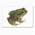 Frog Postcards 5  x 7  (Pkg of 10)