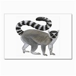 Lemur Postcards 5  x 7  (Pkg of 10)