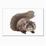 Squirrel Postcards 5  x 7  (Pkg of 10)