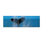 Humpback Whale Sticker (Bumper)