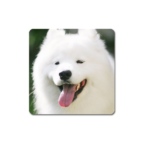 American Eskimo Dog Magnet (Square) from ArtsNow.com Front