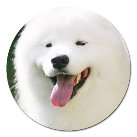 American Eskimo Dog Magnet 5  (Round) from ArtsNow.com Front