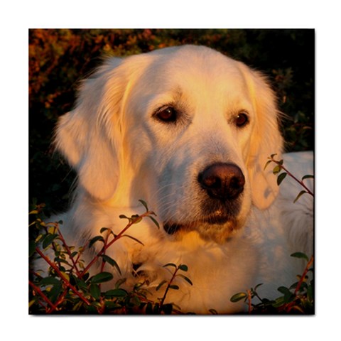 Golden Retriever Dog Tile Coaster from ArtsNow.com Front