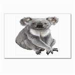 Koala Postcards 5  x 7  (Pkg of 10)