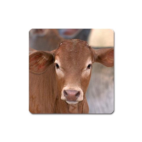 Brown Cow  0003 Magnet (Square) from ArtsNow.com Front