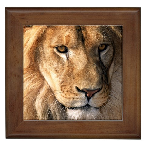 Lion 0008 Framed Tile from ArtsNow.com Front