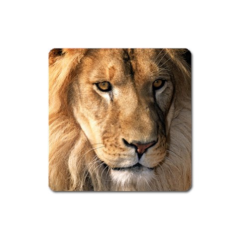 Lion 0008 Magnet (Square) from ArtsNow.com Front